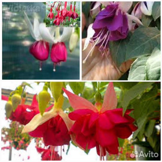 Фуксия несколько сортов