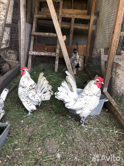 Куры сибрайт