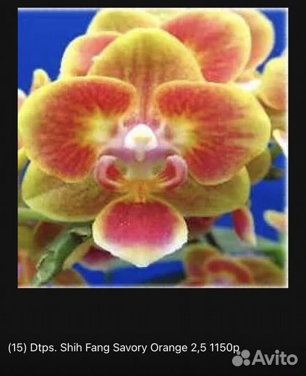 Орхидеи фаленопсис азиатские. От Мики