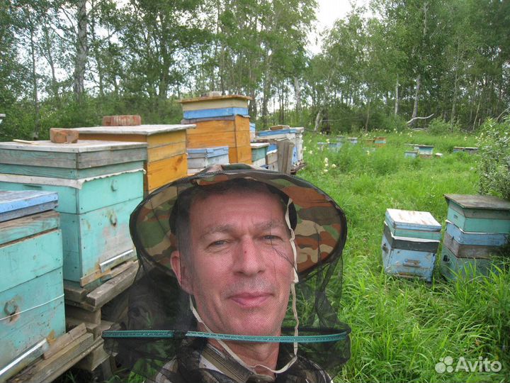 Пчелы улья пасека