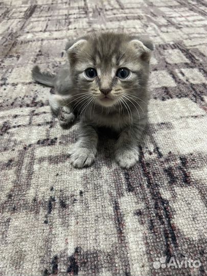 Котята отдам бесплатно