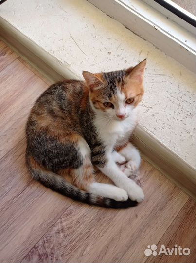 Красивый котёнок