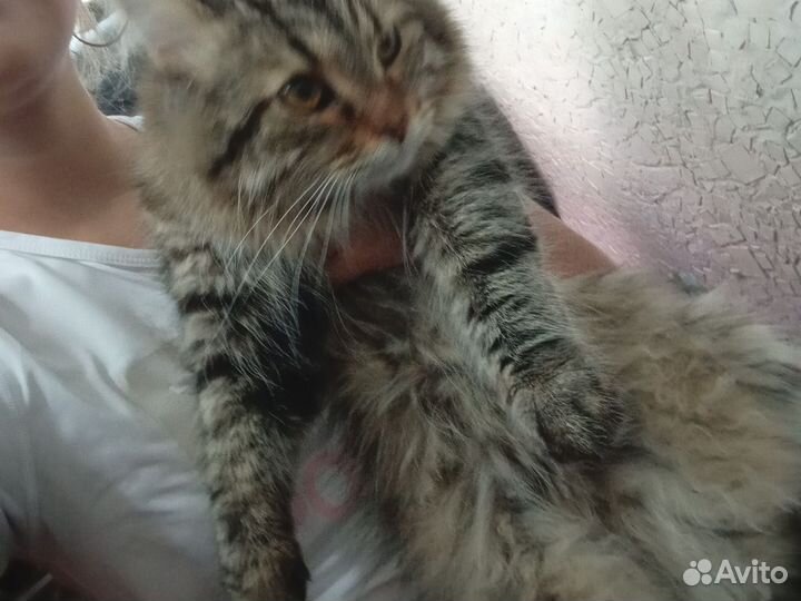 Выгул собак и кошек