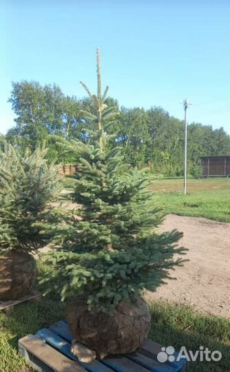 Ель голубая, сизая