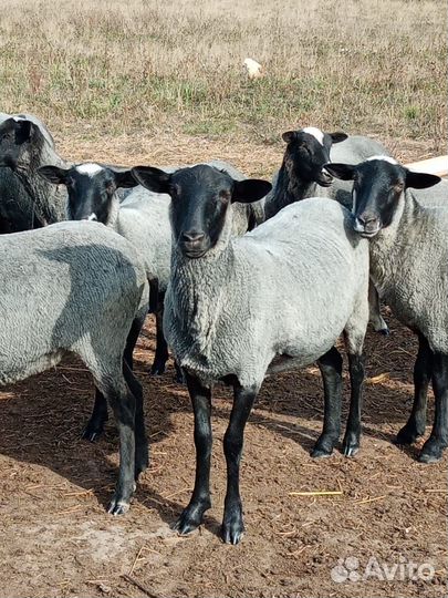 Овцы бараны ягнята романовские