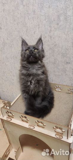 Кошки мейн-кун