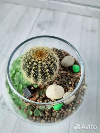 Флорариум, цветы, подарок