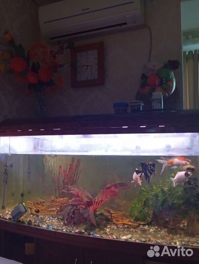 Большой аквариум торг