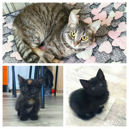 Котята в добрые руки приучены к лотку