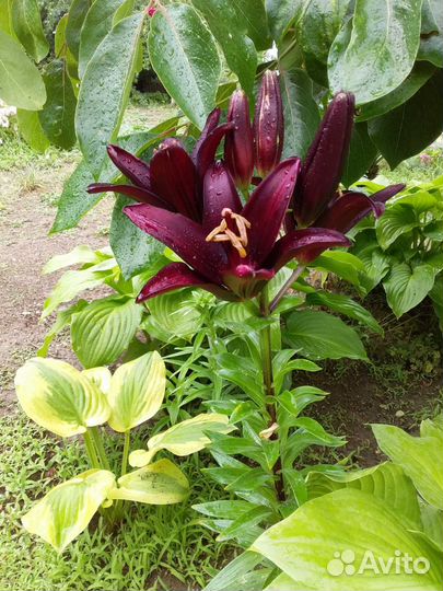 Продам ирисы, юкки, лилии, рудбекия, хоста и др