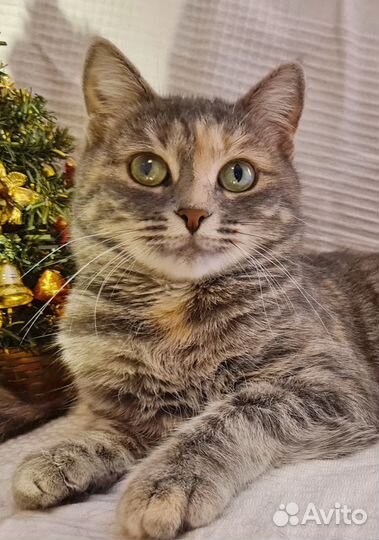 Кошка Соня ищет дом