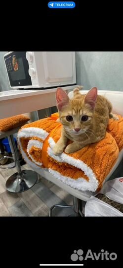 Ищет дом солнечный котик