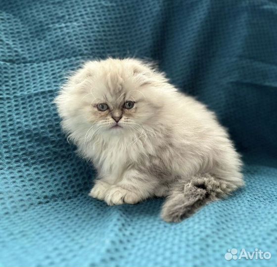 Голубоглазая Девочка Халенд фолд