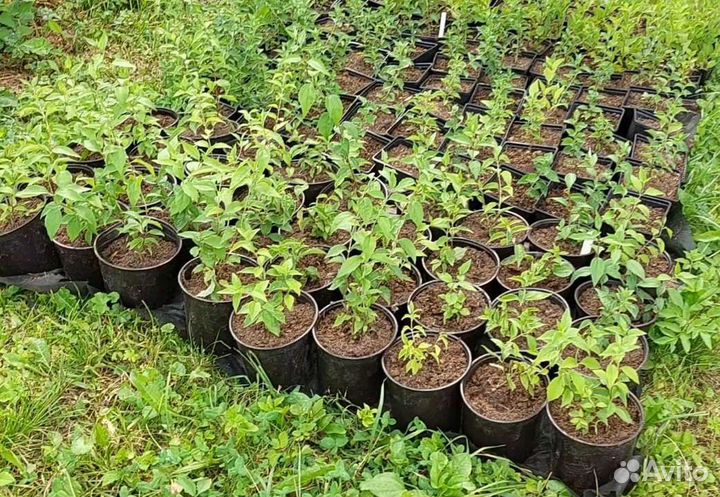 Чубушник Арктика (жасмин)