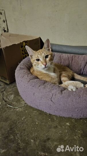 Котёнок в добрые руки