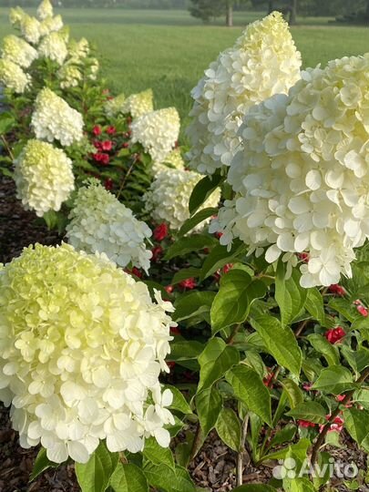 Гортензия метельчатая. Саженцы 1 и 2х летние