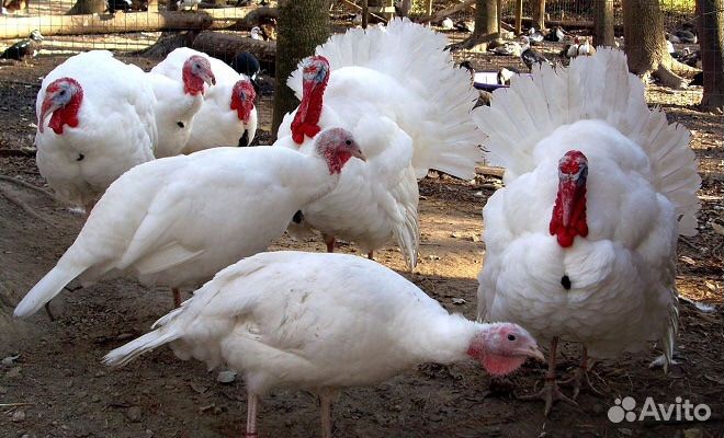 Индюшата Хайбрид Конвертер