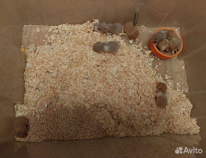 Сирийские хомяки от заводчика