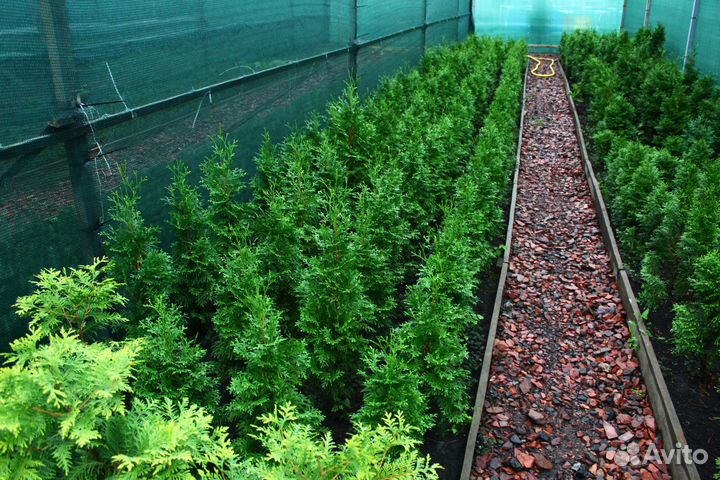 Туя западная колоновидная колумна 6-ти летка