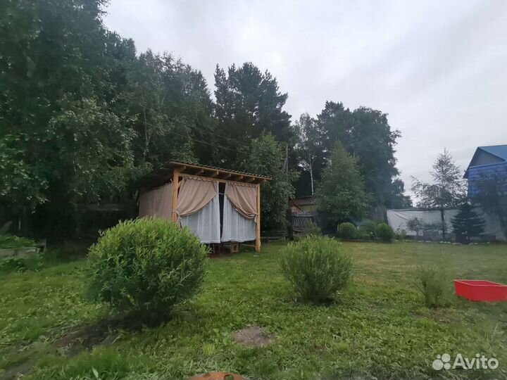 Саженцы ивы Маяк-2