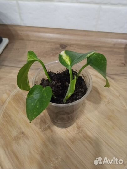 Сциндапсус золотистый