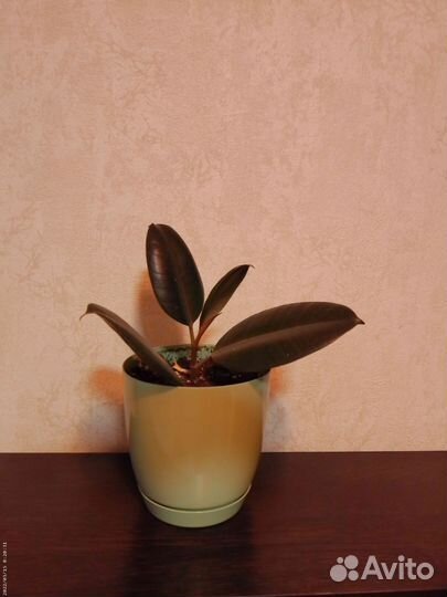 Фикус каучуконосный