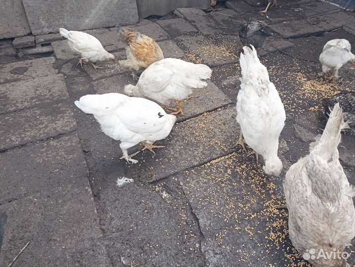 Куры молодки, петухи