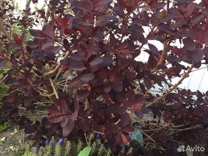 Скумпия кожевенная саженцы