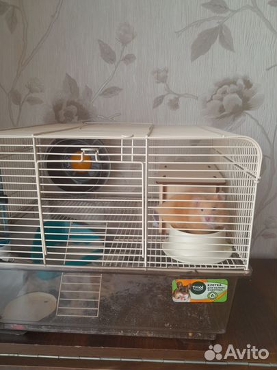 Сирийский хомяк с клеткой