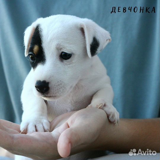 Щенки джек Рассел терьер