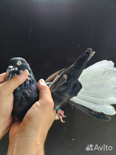 Николаевские голуби породистые