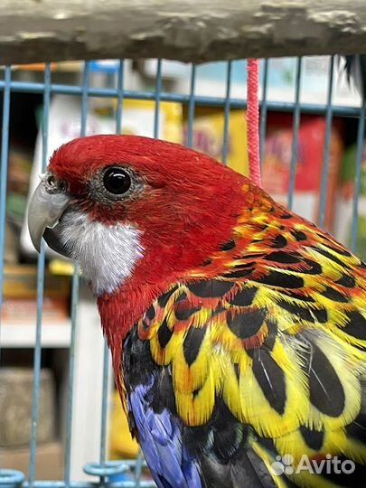 Попугай розелла пестрый и красный, Самцы