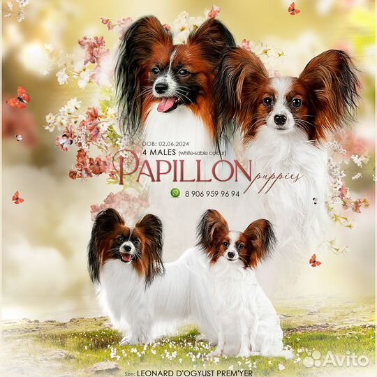 Щенки папийона