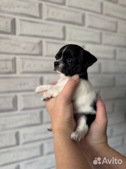 Малышка чихуахуа