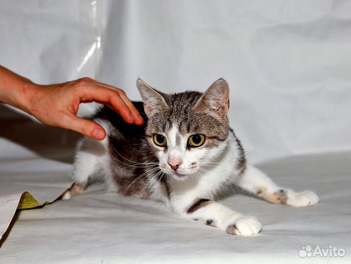 Нежная скромница ищет свое счастье