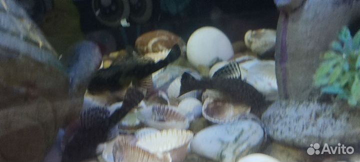 Сомики анциструсы