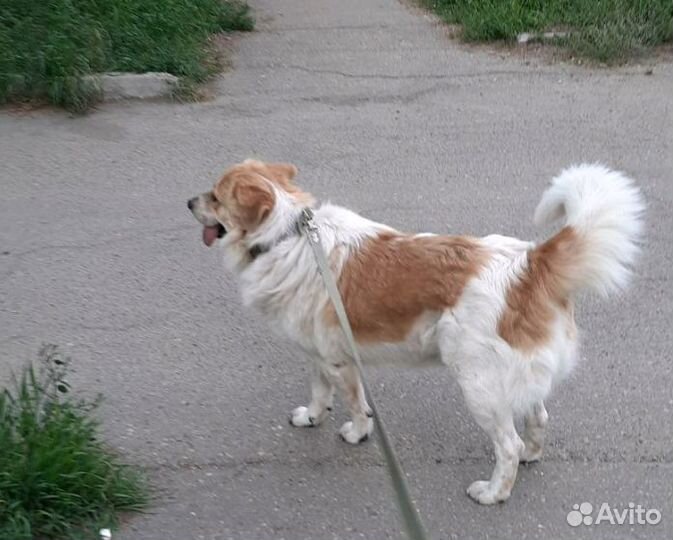 Крупный пёс Мишка(2года),отличный охранник.Отдам