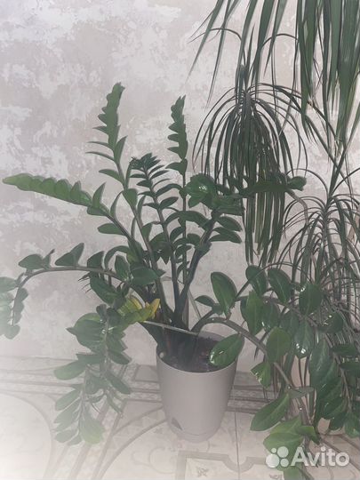 Замиокулькас