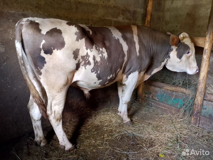 Быки на мясо