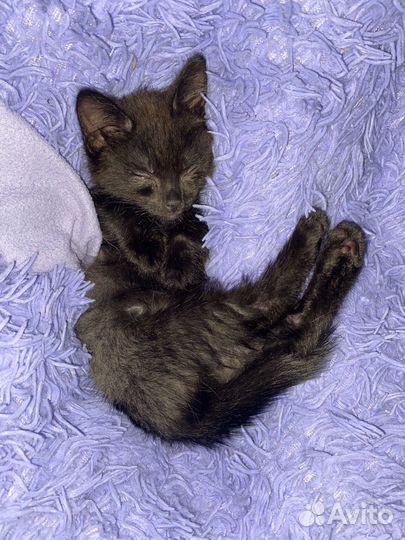 Котики в добрые ручки