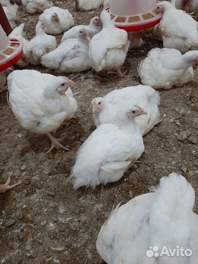 Бройлеры подрощенные