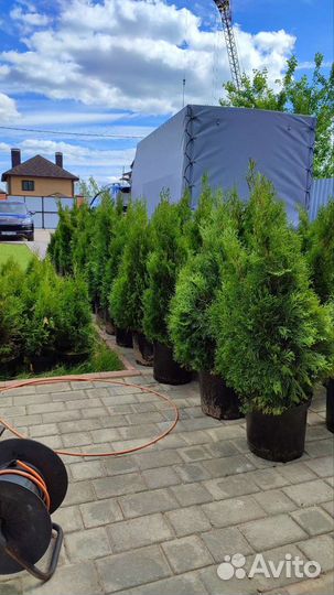 Туя смарагд от 60 - 120 см