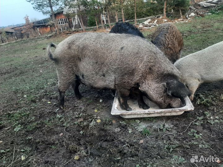 Венгерская мангалица