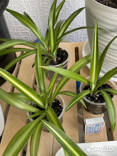 Хлорофитум гавайский