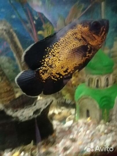 Астронотусы