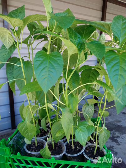 Рассада перца