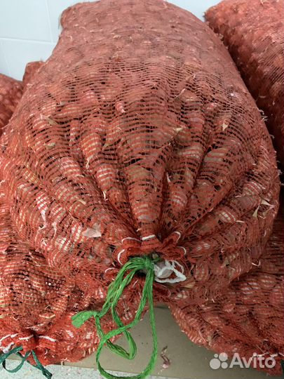 Озимый чеснок на посадку