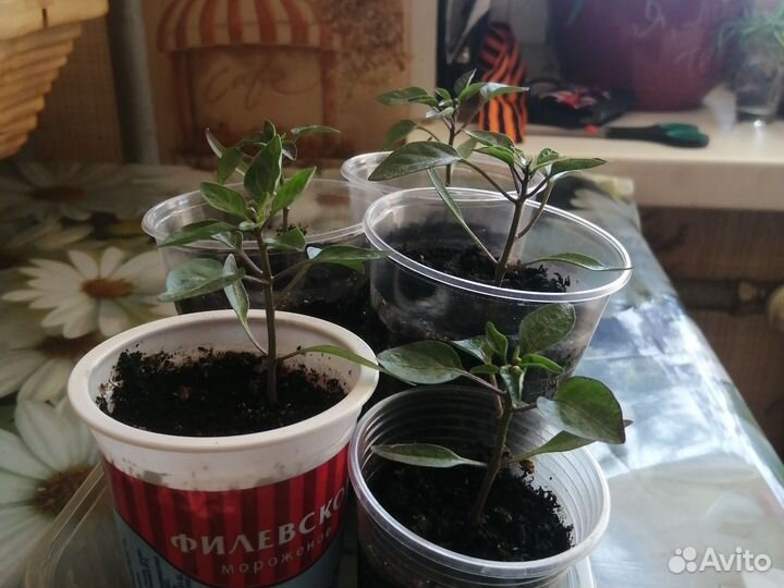 Комнатный острый перчик