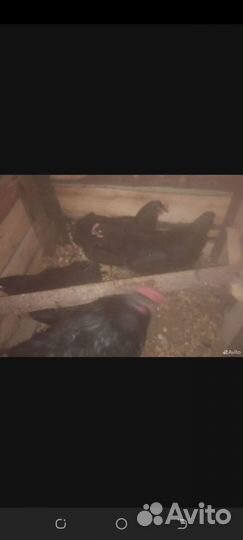 Инкубационное яйцо фавероль