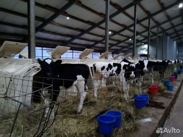 Телята Бычки Отпоенные мясные